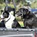 Two dogs watch from the back of a vehicle as Pittsfield Township firefighters participate in a training exercise and controlled burn in 6700 block of Warner Rd. in Pittsfield Township on Thursday, May 9, 2013. Melanie Maxwell I AnnArbor.com